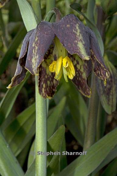 fritillaria affinis 2 graphic